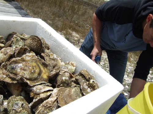 A person is handling a container filled with fresh oysters outdoors.