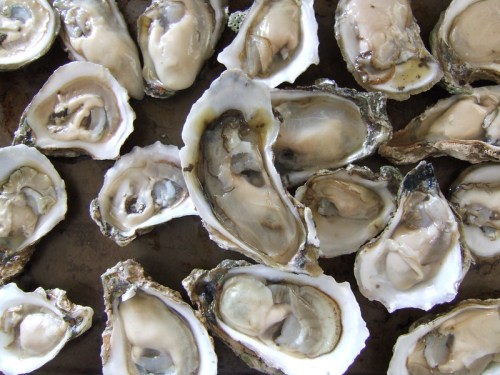 A close-up of fresh oysters on a tray, showcasing their open shells and glistening interiors.
