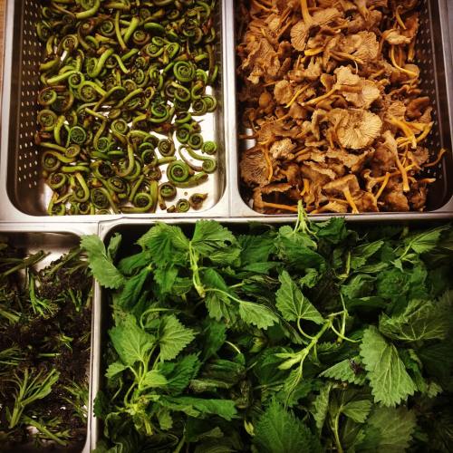 A variety of fresh ingredients: fiddlehead ferns, chanterelle mushrooms, and leafy greens in metal trays.