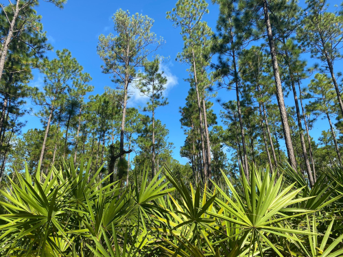 Lush green palm fronds in the foreground with tall pine trees and a clear blue sky in the background.