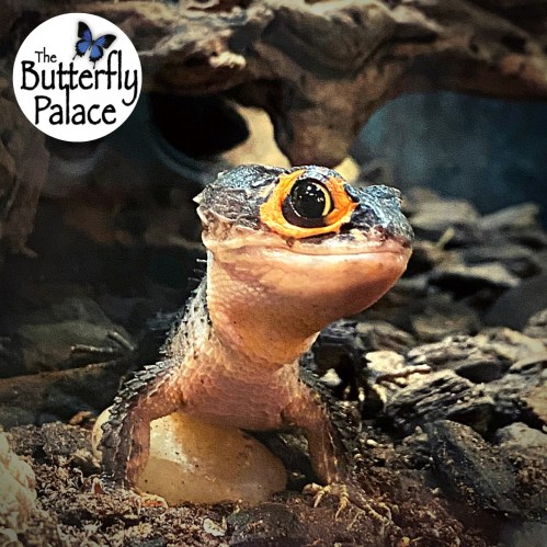 A close-up of a colorful lizard with a striking orange eye, set in a natural habitat. Logo of The Butterfly Palace in the corner.