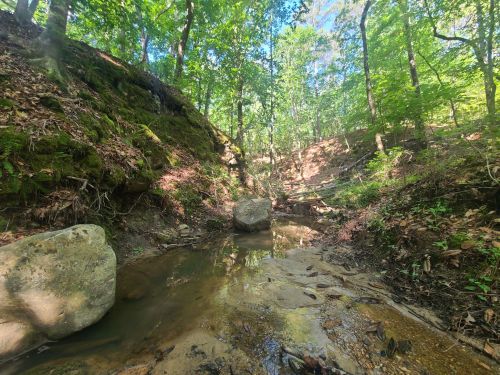 A serene forest scene featuring a shallow creek surrounded by lush greenery and large rocks.