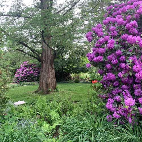 A lush garden featuring vibrant purple rhododendrons, green ferns, and a large tree in a serene outdoor setting.