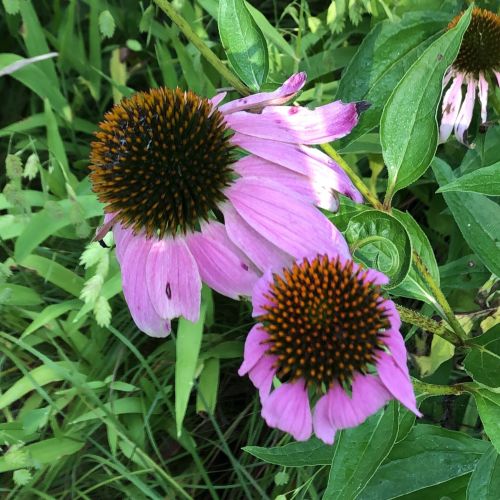 Close-up of pink coneflowers with dark centers, surrounded by green leaves and grass.