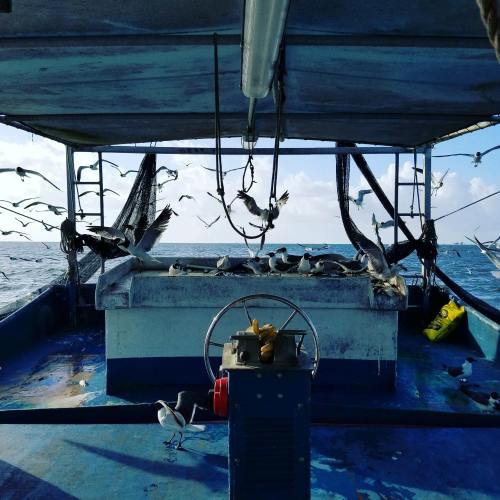 A fishing boat with a steering wheel, surrounded by flying birds and nets, on a sunny day at sea.
