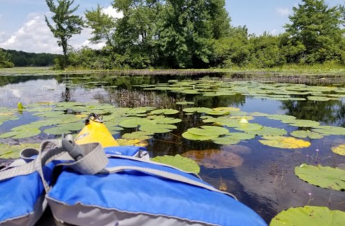 A kayak rests on calm water surrounded by lily pads and lush greenery under a bright blue sky.