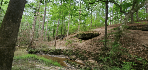 Lush green forest with trees, a rocky hillside, and a small stream running through the underbrush.