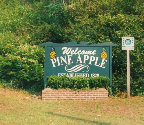 Welcome sign for Pine Apple, established 1820, featuring pineapples and surrounded by greenery.