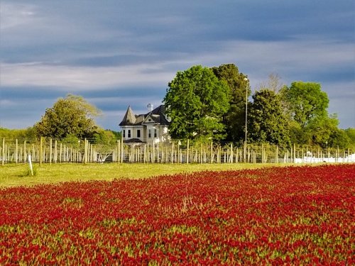 A vibrant red flower field in the foreground with a large, elegant house and trees in the background under a cloudy sky.