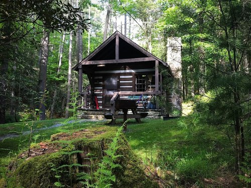 A rustic cabin nestled in a lush green forest, surrounded by trees and a picnic table in front.
