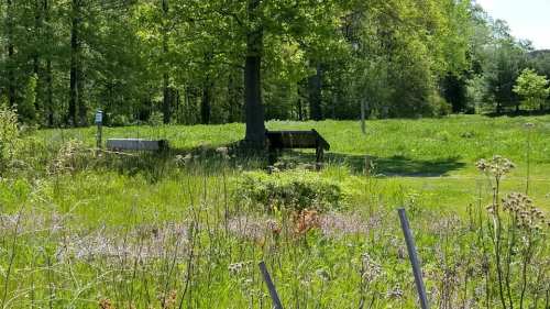 A lush green field with a large tree and a wooden bench in the background, surrounded by tall grass and wildflowers.