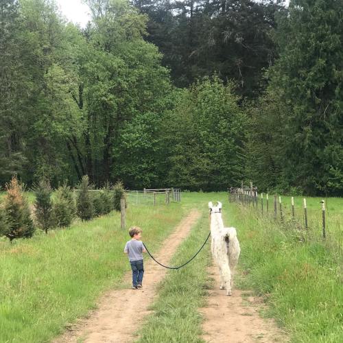 A child walks along a path, holding a leash attached to a white llama in a green, wooded area.