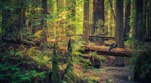 A person sits on a fallen log in a lush, green forest surrounded by tall trees and ferns. Sunlight filters through the leaves.