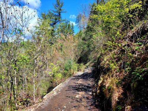 A rocky trail winds through lush greenery and trees under a bright blue sky.