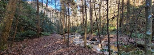 A serene forest scene with tall trees, a rocky stream, and fallen leaves on the ground, illuminated by soft sunlight.