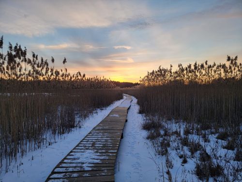A wooden boardwalk winds through tall reeds, leading to a sunset over a snowy landscape.