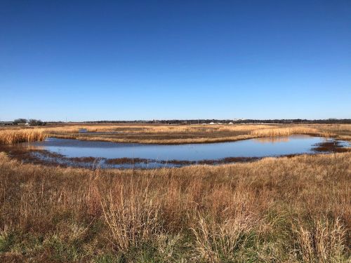 A serene wetland landscape with a calm pond surrounded by tall grasses and clear blue skies.