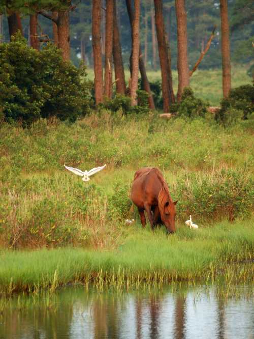 A brown horse grazes in a lush green field near a calm water body, with white birds flying nearby.