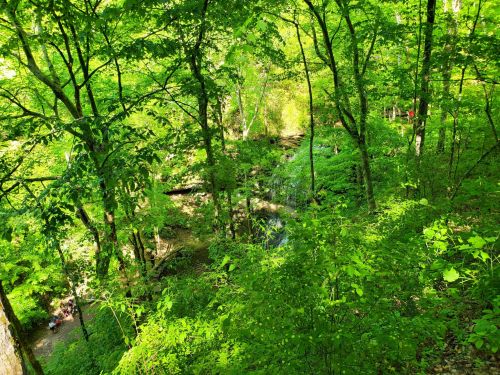 Lush green forest with trees surrounding a small stream, creating a serene natural landscape.