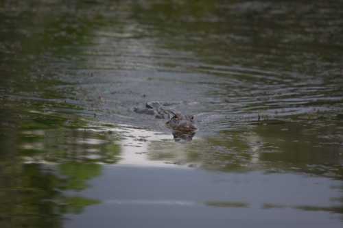 A crocodile partially submerged in calm water, with ripples surrounding its head.