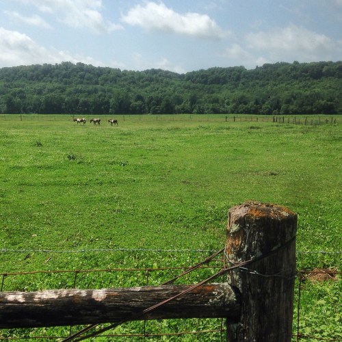 A green field with a wooden fence in the foreground and horses grazing in the distance under a blue sky.