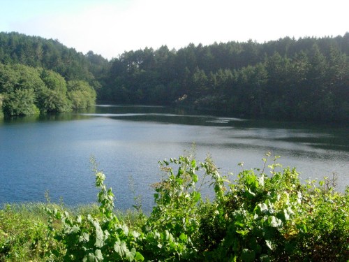 A serene lake surrounded by lush greenery and trees under a clear sky.