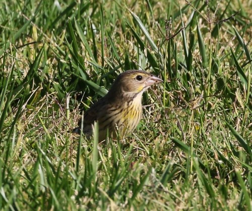 A small bird with yellow and brown markings forages in green grass.