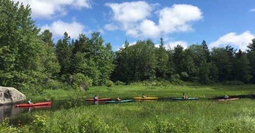 A group of kayakers paddles through a lush green landscape with trees and a blue sky in the background.