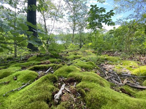 Lush green moss covers the forest floor, surrounded by trees and foliage, with a glimpse of water in the background.