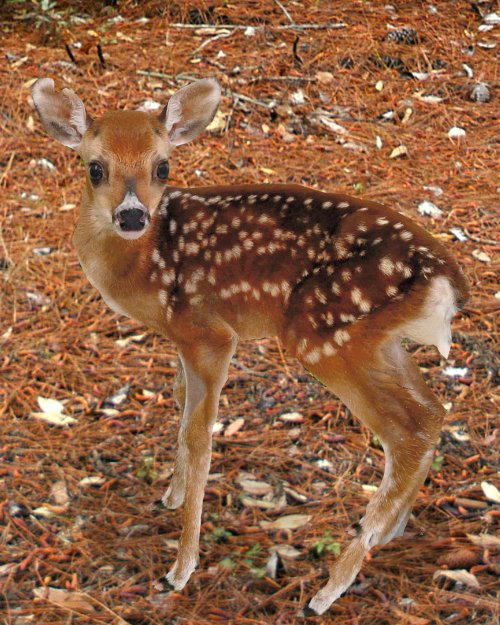 A young fawn with spots stands on a bed of pine needles in a forest setting.