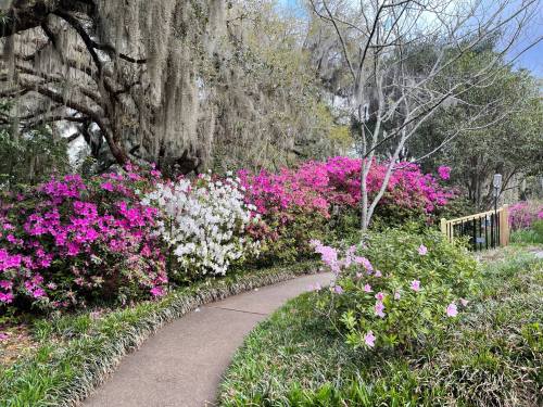 A winding path through a vibrant garden filled with blooming azaleas in shades of pink and white.