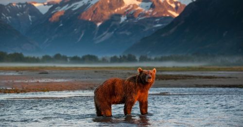 A brown bear standing in the middle of a body of water in Katmai National Park, Alaska