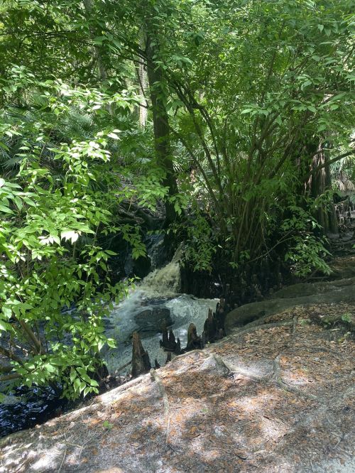 A serene stream flows through a lush green forest, surrounded by trees and roots, with sunlight filtering through the leaves.