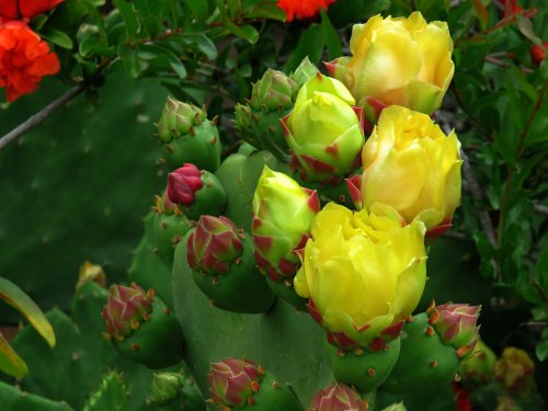 Close-up of a cactus with vibrant yellow flowers and green buds, surrounded by lush greenery.