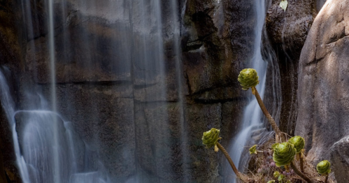 A serene waterfall cascades over rocks, with green plants emerging from the ground in the foreground.