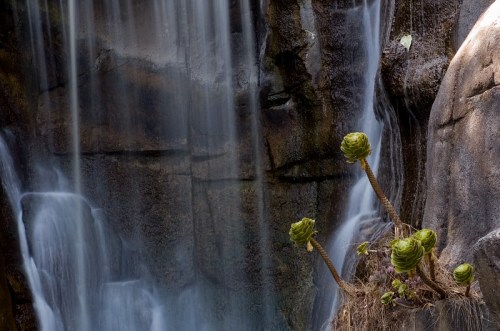A serene waterfall cascades over rocks, with green plants emerging from the ground in the foreground.