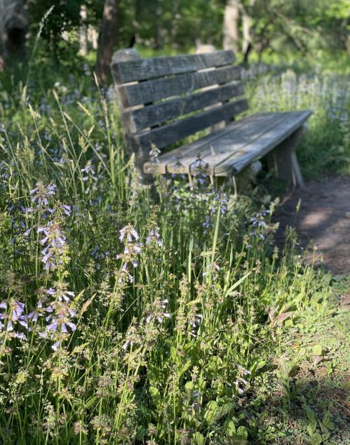 A wooden bench surrounded by lush green grass and blooming purple flowers in a serene outdoor setting.