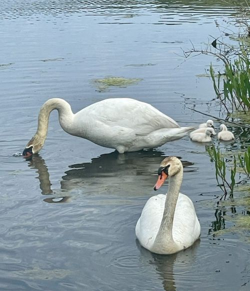 A pair of swans swimming in a calm waterway, with three fluffy cygnets nearby among green plants.