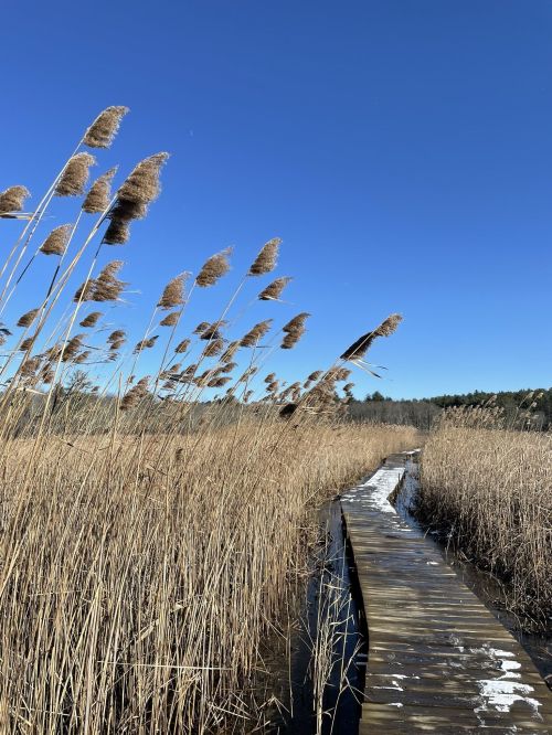 A wooden boardwalk winds through tall reeds under a clear blue sky.