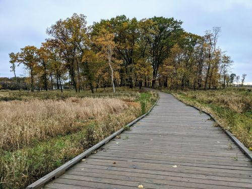 A wooden boardwalk leads through tall grass to a forest of autumn-colored trees under a cloudy sky.