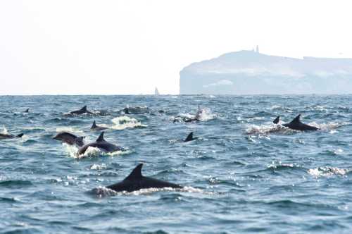 A pod of dolphins swims in the ocean near a distant rocky coastline under a bright sky.