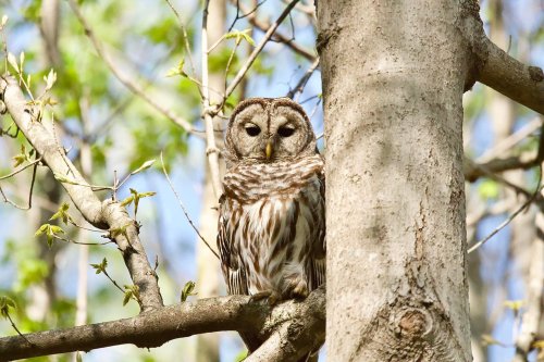 A barred owl perched on a tree branch, surrounded by green leaves in a forest setting.