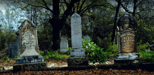 Three weathered gravestones in a wooded cemetery, surrounded by fallen leaves and greenery.