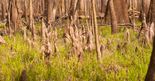 A wetland scene featuring cypress knees rising from lush green grass among tall, slender tree trunks.
