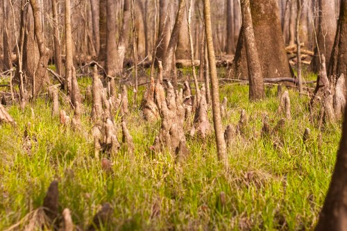 A wetland scene featuring cypress knees rising from the ground amidst tall grass and bare trees in a forested area.