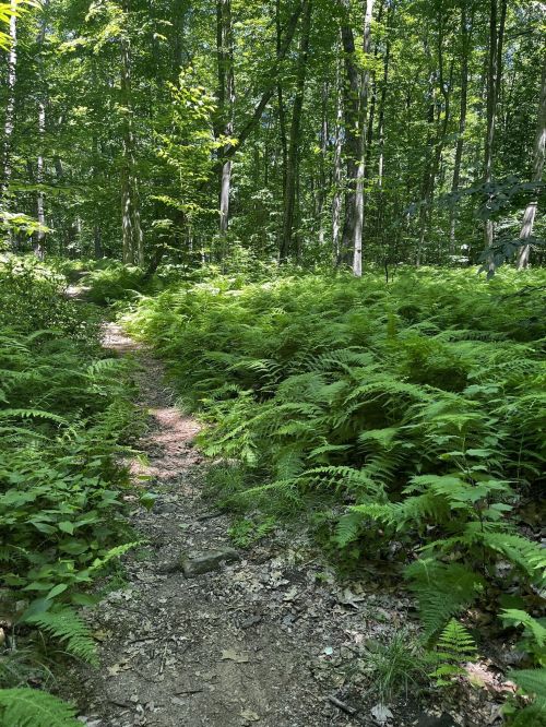 A sunlit forest path surrounded by lush green ferns and tall trees, creating a serene natural setting.