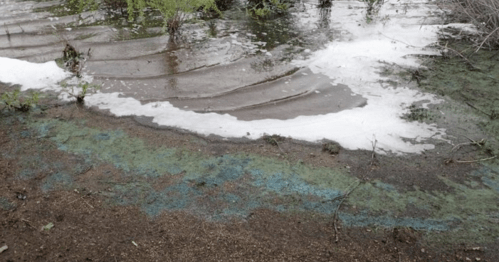 A wet, muddy area with rippling water, foam, and patches of green vegetation along the shoreline.