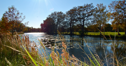 A serene lake surrounded by trees and tall grasses, reflecting sunlight on a clear autumn day.