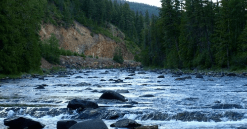 A serene river flows through a forested landscape, with rocks scattered across the water and mountains in the background.