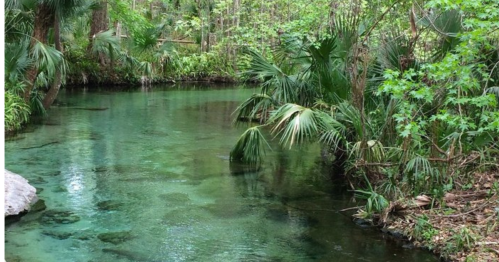 A serene, clear stream surrounded by lush green vegetation and palm trees in a tranquil forest setting.